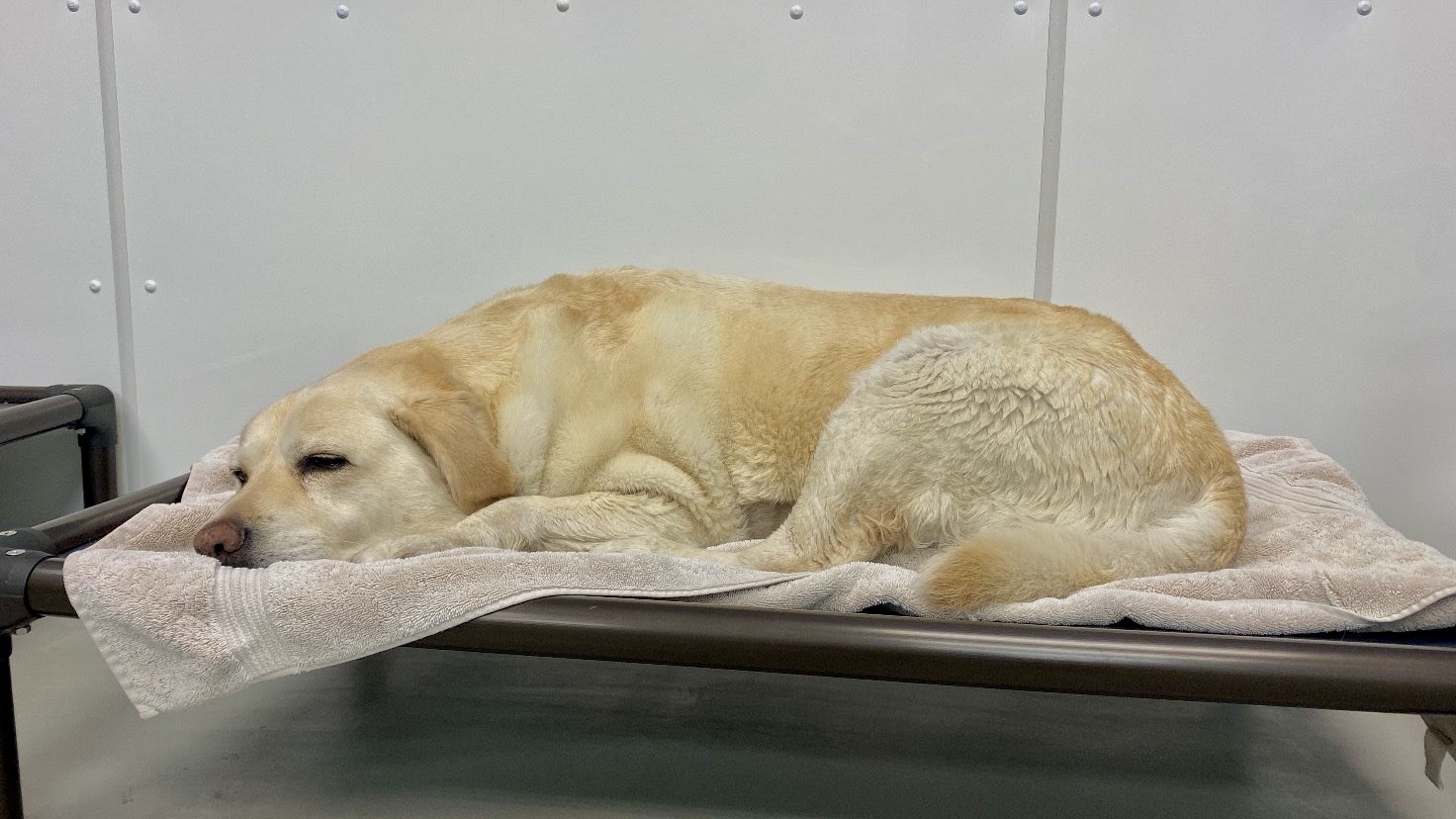 A dog sleeping on a bench