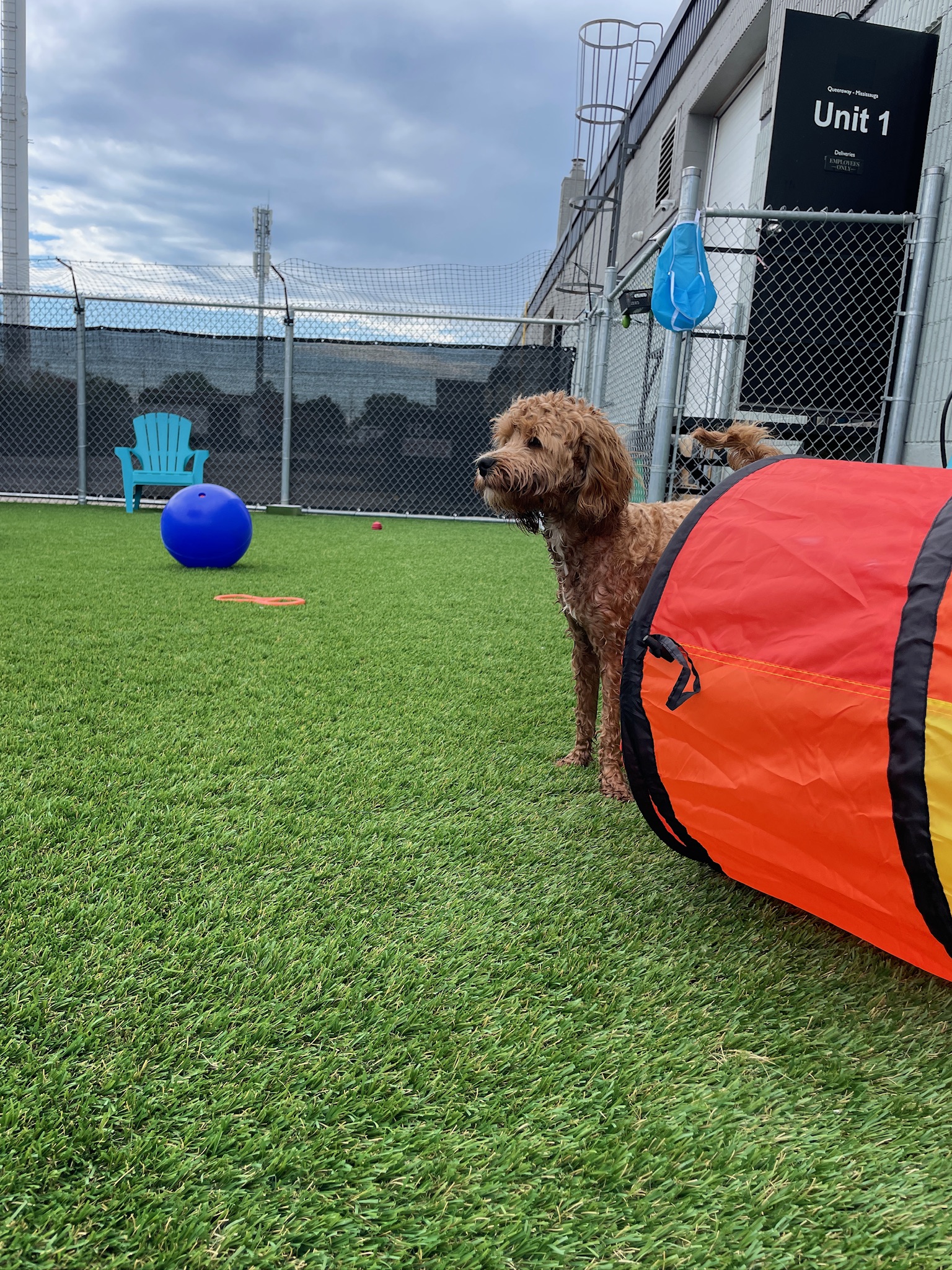 Dog enjoying outdoor play space