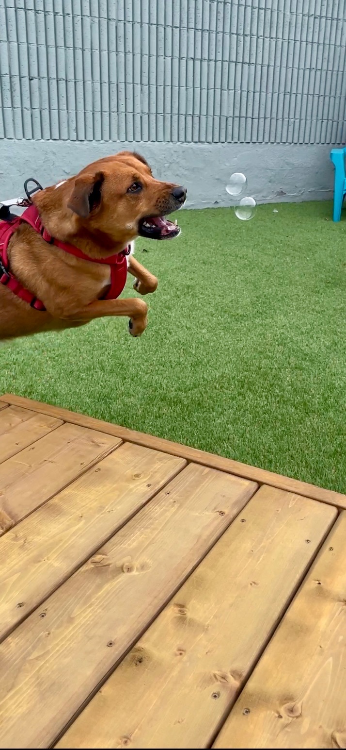 Dog jumping in air to play with bubbles outside
