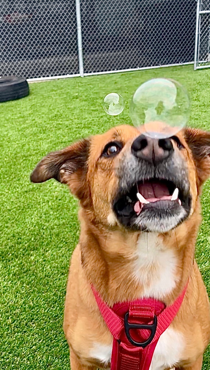 Dog outside playing with bubbles