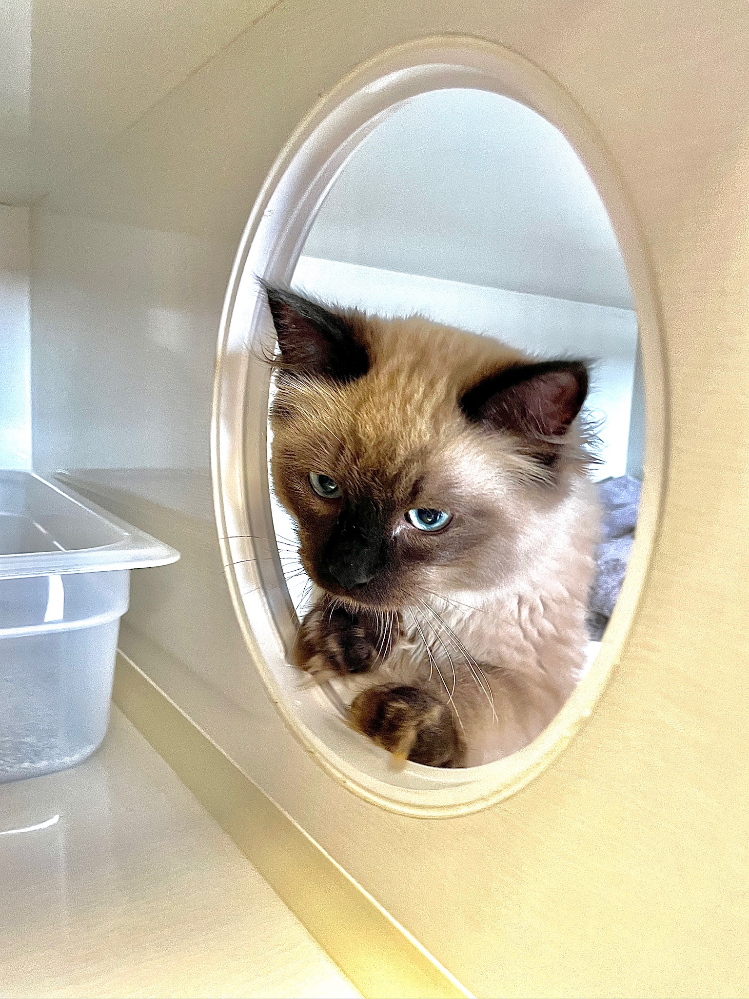 curious cat peaking through cat condo window