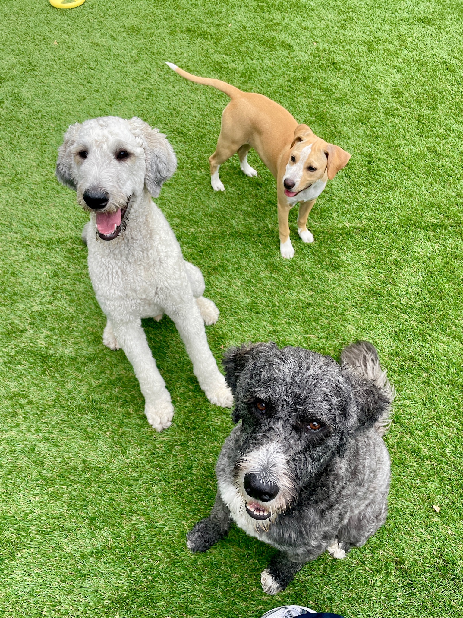 Three dogs sitting on outdoor space synthetic turf.